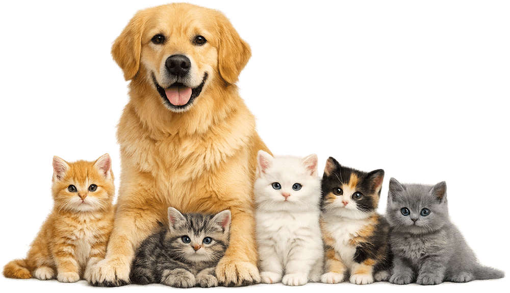 Veteriner ve Sevimli Köpek