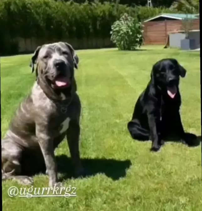 CESUR ve GÖLGE