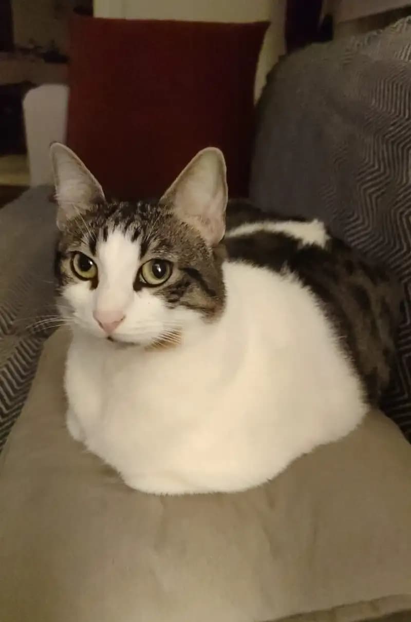 MAYA
