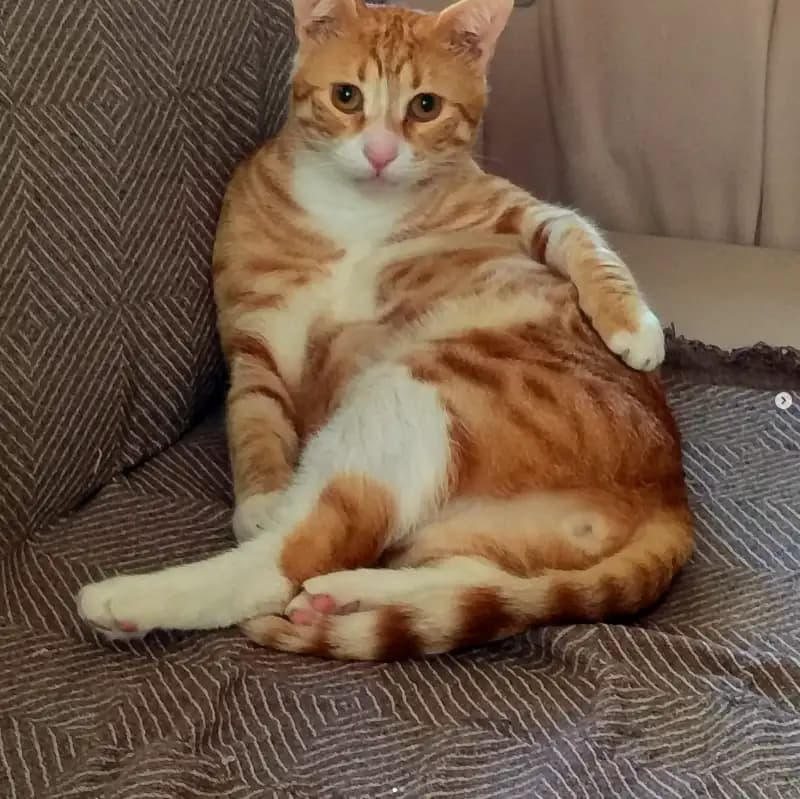 LEO