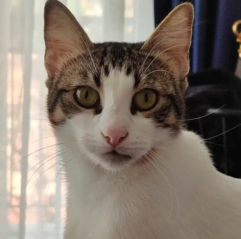 Pet