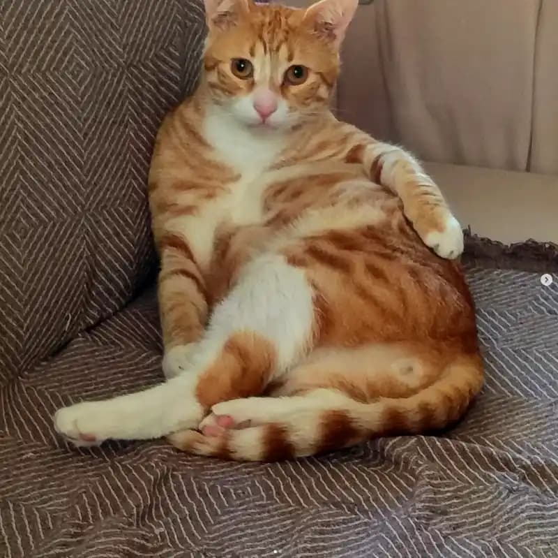 Pet