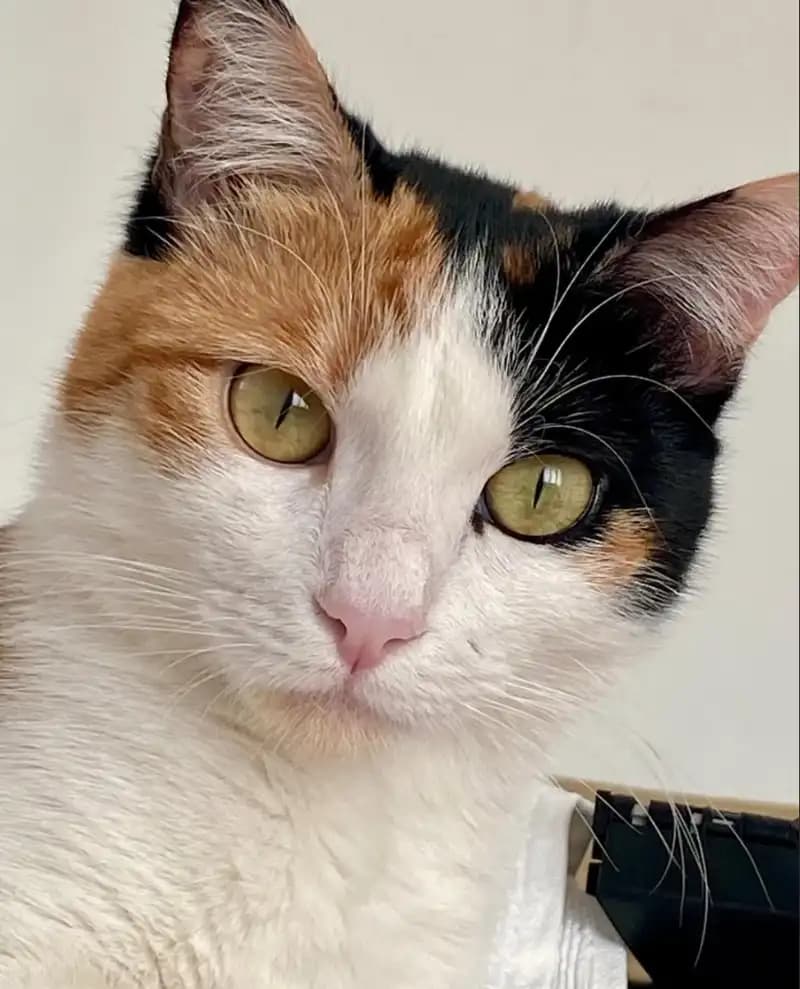 Pet